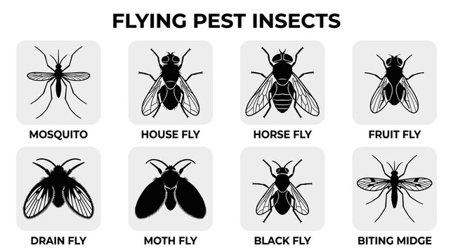 Flying Pest Insects Vector Icon Set in Minimal Black Silhouette Scientific Style
