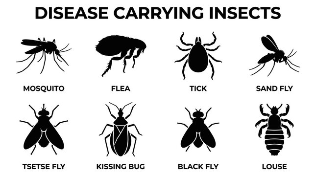 Disease Carrying Insect Vector Icon Collection in Clean Minimal Black Silhouette Style