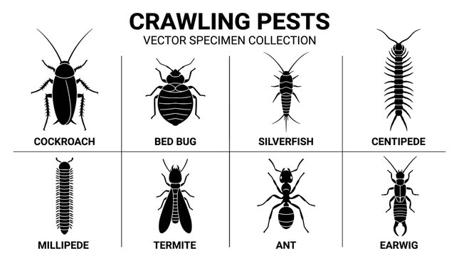 Crawling Pest Vector Specimen Collection Featuring Black Minimal Silhouette Invertebrate Icons with Monochrome Style