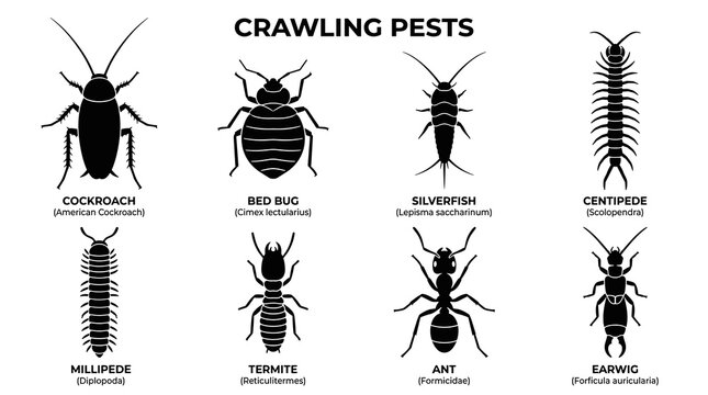 Crawling Pest Invertebrates Vector Icon Set in Minimal Black Silhouette Style with Monochrome Design