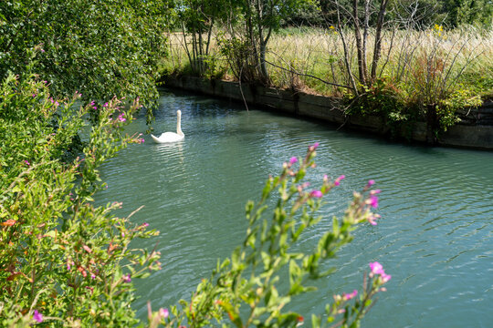 Swan Swimming in Calm River Surrounded by Greenery and Wildflowers on a Sunny Day
