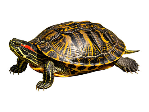Side view isolated red-eared slider turtle on transparent background detailed shell pattern
