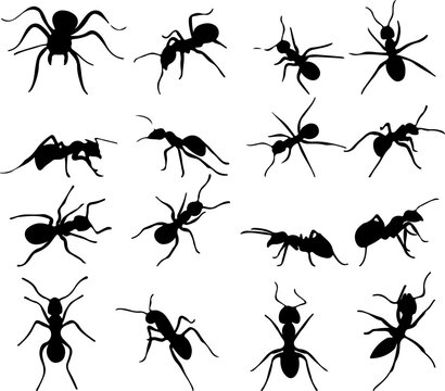 Vector sketch illustration silhouette design background pattern of a group of ants with antennae and pincers in a group looking for food