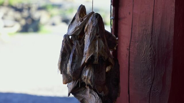 Dried Fish Hanging on Red Building Wall Lofoten Norway