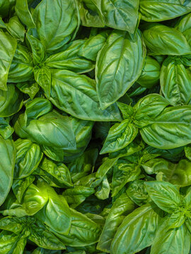 Fresh green basil leaves grow in a garden from a top view showing the texture and arrangement of the plants