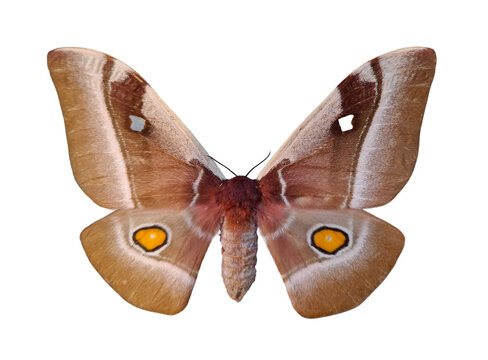 Bunaea aslauga, the Madagascar Emperor Moth. The moth is isolated against a clear background, allowing observation of its wings and body structure.