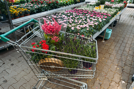 Shopping cart filled with Pentas lanceolata, Astilbe, and Lavandula plants. Gardening supplies, plant nursery shopping, spring planting, home gardening.