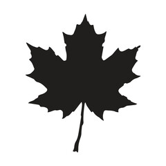 Fototapeta premium Black and white graphic icon of a single sharp maple leaf with silhouette