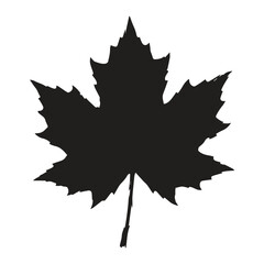Fototapeta premium Black and white graphic icon of a single sharp maple leaf with silhouette