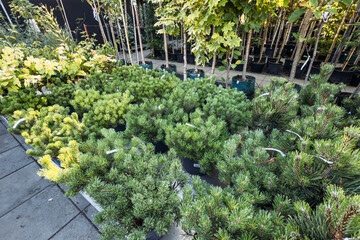 Naklejka premium Potted mountain pine bushes stand grouped together on floor of commercial garden center nursery. Winter garden plants, cold hardy plants, year-round greenery.