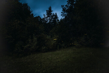 Obraz premium A long-exposure night photograph in the forest featuring fireflies; in the background, the pine trees and forest foliage create a beautiful landscape. 