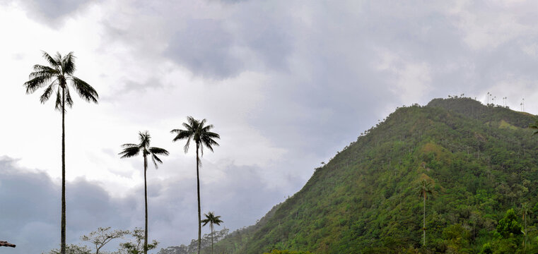  Giant palm trees and Beautiful mountainous scenery of Valle del Cocora in Salento, Quindio, Colombia, disney encanto location