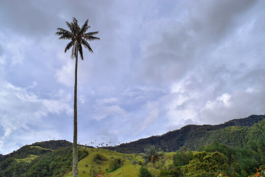  Giant palm trees and Beautiful mountainous scenery of Valle del Cocora in Salento, Quindio, Colombia, disney encanto location