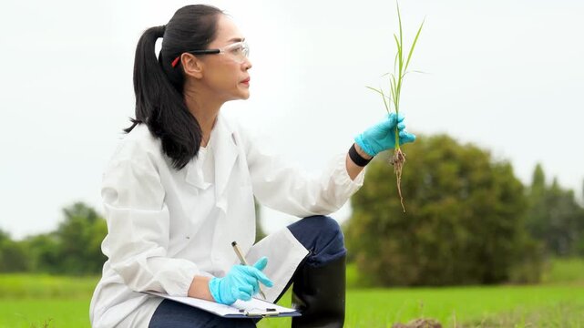Asian female agricultural scientist researching rice plant growth and soil quality in green field
