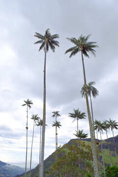  Giant palm trees and Beautiful mountainous scenery of Valle del Cocora in Salento, Quindio, Colombia, disney encanto location