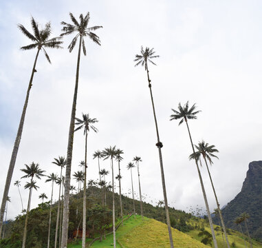  Giant palm trees and Beautiful mountainous scenery of Valle del Cocora in Salento, Quindio, Colombia, disney encanto location