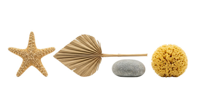 Beach treasures starfish palm leaf sponge and stone.