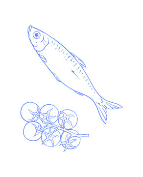 Hand drawn tuna tomato icon in simple line graphic style with seafood ingredient and fresh food meal concept. Minimal outline illustration for restaurant menu and coquette fish design on white