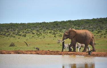 Fototapeta premium Wildlife- South Africa- Large Format Close Up Scene of the Arrival of a Huge Elephant Scaring Away Zebras and Birds From Waterhole