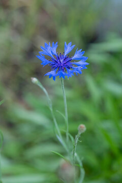 Single blue cornflower blooming on stem by roadside in green nature.
