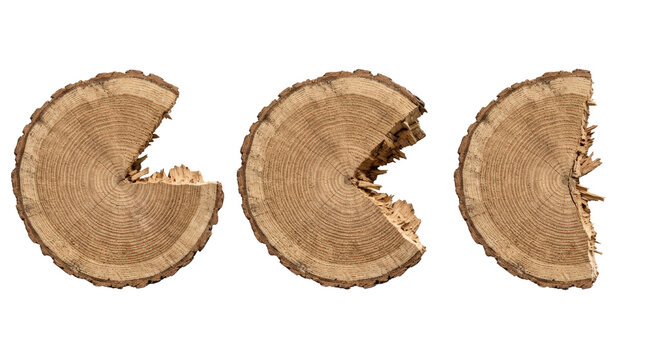Three wooden tree stump slices with bite marks.