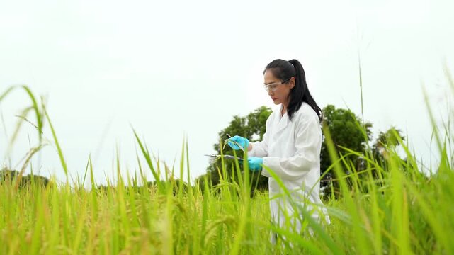 Asian female scientist using vernier caliper to measure rice ear growth for research in green field
