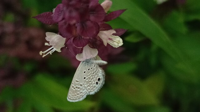 butterfly on flower