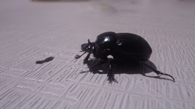 beetle on the wall