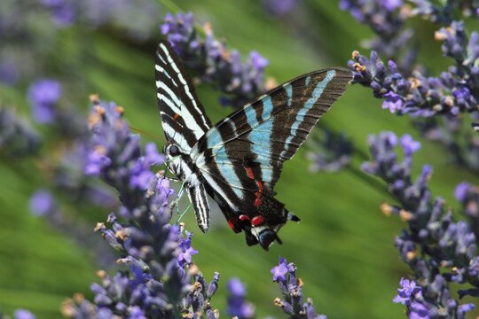 butterfly on lavender