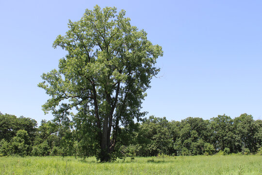 Single large eastern cottonwood tree in a field with clear sky at Somme Prairie Nature Preserve in Northbrook, Illinois