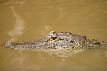 Fototapeta premium Alligator Head Floating on Still Golden Swamp Water
