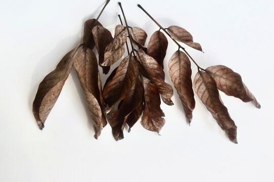 A dense cluster of multiple dried brown leafy branches bundled together, isolated on a white background.