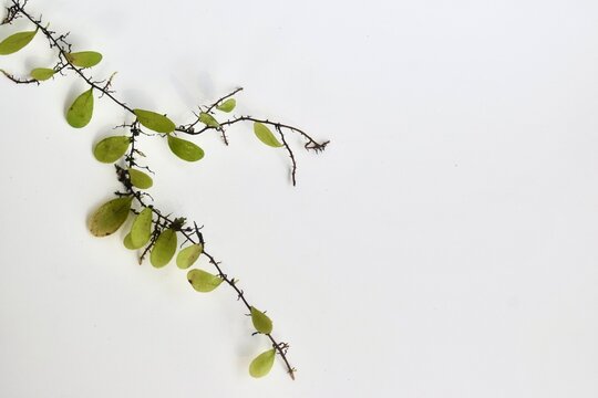 Studio shot of a delicate green creeping vine with small oval leaves spread elegantly across a white background.