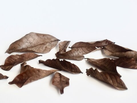A collection of dry brown leaves scattered randomly on a white surface, eye-level studio shot.