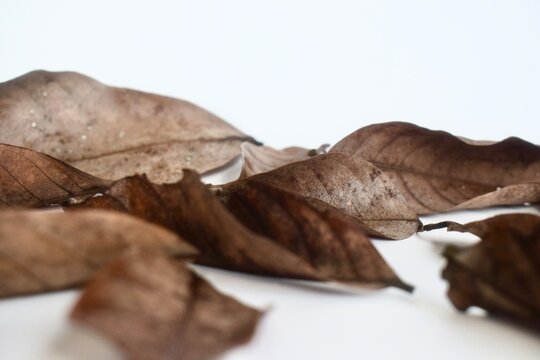 Low angle, close-up studio photograph of a scattered pile of dry, brown autumn leaves laying on a clean white surface.