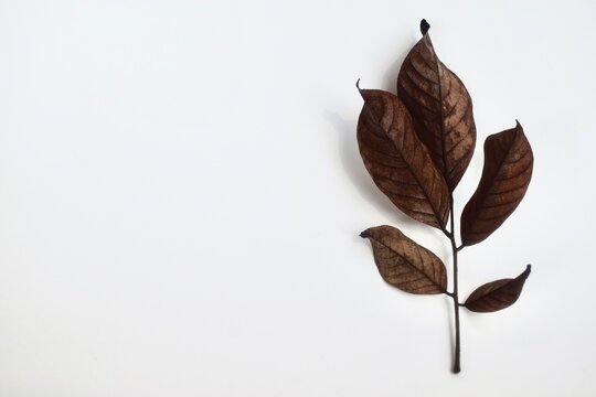 Dried brown leaf stem isolated on a clean white background, minimalist composition with copy space.
