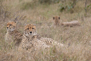 Coalition of Three Cheetahs Resting in Savannah Grass © Foundry Photo