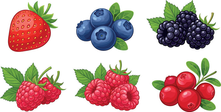 Fresh organic wild berry vector bundle featuring ripe strawberry, blueberries, blackberries, raspberries, and cranberries with leaves isolated on white.