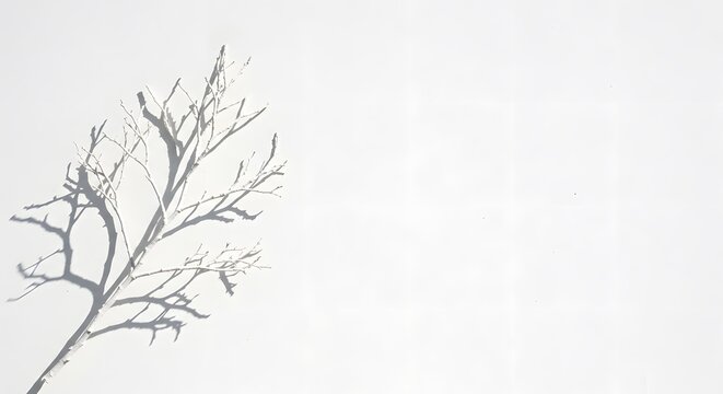 Shadow Play: A White Branch Casts an Intriguing Silhouette Against a Pristine White Background