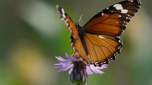 Monarch butterfly resting on a flower and taking flight. Winged insect perched on petal before fluttering away. Wildlife nature observation in summer environment.