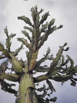 Euphorbia Ammak commonly referred to by its popular nickname as African Candelabra  with ribbed green arms stretching skyward with textured surfaces highlighted against muted cloud cove