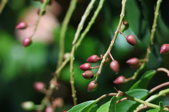 Baies rouges de laurier-cerise sur des branches vertes