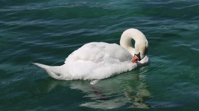 Cygne tubercul&eacute; blanc se toilettant sur une eau turquoise