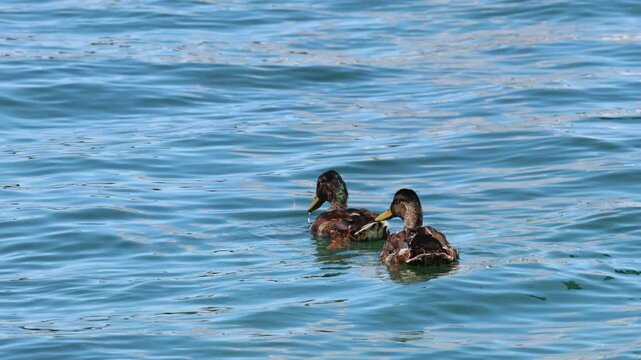 Deux canards colverts nageant sur une eau bleue ensoleill&eacute;e