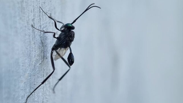 Black Ensign Wasp With Green Eyes On Wall Vertical Macro Footage