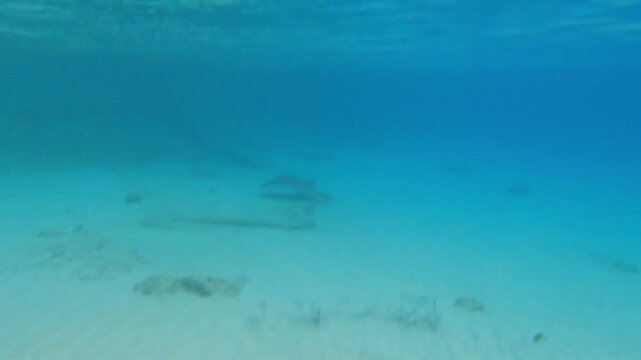 A majestic green sea turtle swims naturally across the sandy seabed of the Caribbean Sea in Cura&ccedil;ao