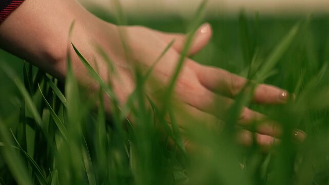 farmer hand finger touches stems green wheat leaves field sunset, agriculture farm business, agricultural sunset glow, hand harvesting wheat, serene wheat hand, harvesting at dusk, soft sunset