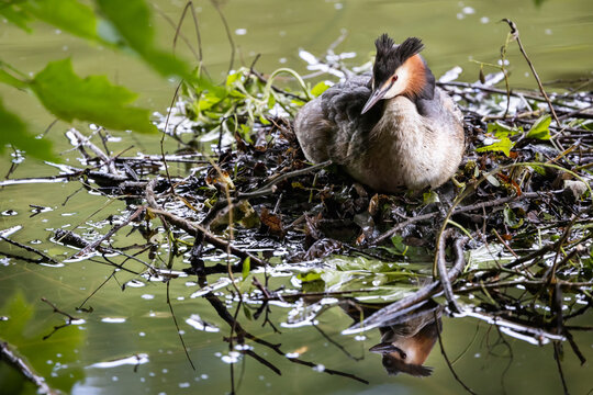 Great crested grebe incubating eggs on the nest