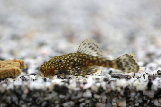 Ancistrus fish in the aquarium (hypostomus cirrhosus)