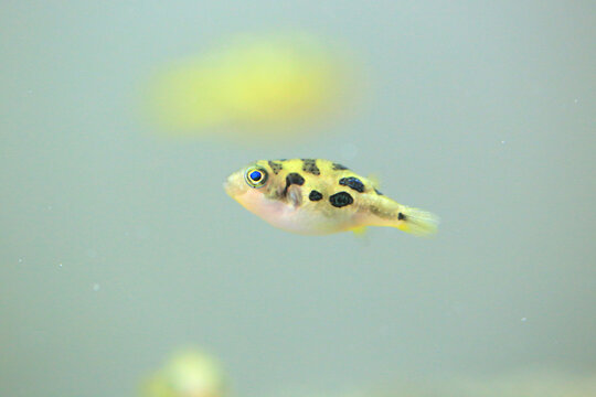 Dwarf pufferfish in the aquarium (carinotetraodon travancoricus)